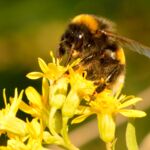 Biene Steckbrief Bombus_cryptarum