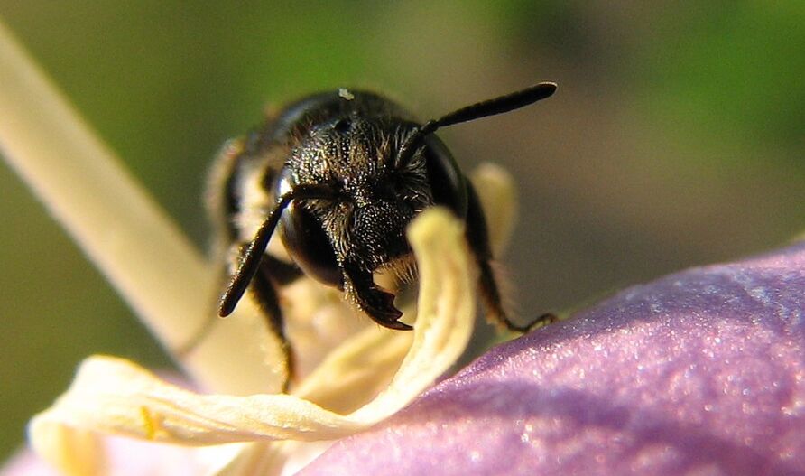 Große Glockenblumen-Scherenbiene (Chelostoma rapunculi)