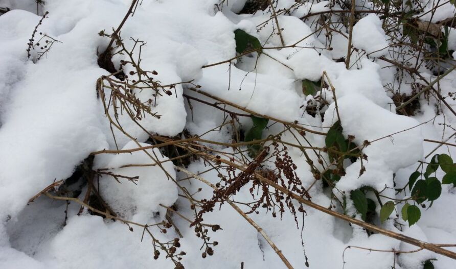 Zahlreiche Tierarten brauchen altes Laub und vertrocknete Zweige, um den Winter zu überleben.