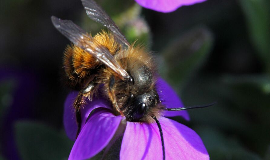 Rostrote Mauerbiene (Osmia bicornis)