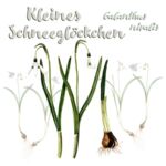 Kleines Schneegloeckchen (Galanthus nivalis)