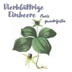 Vierblättrige Einbeere (Paris quadrifolia)