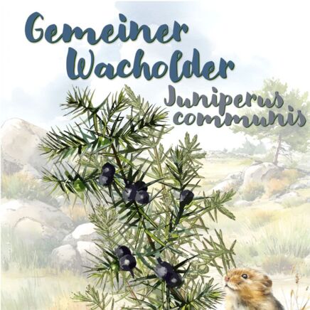Gemeiner Wacholder (Juniperus communis)