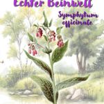 Echter Beinwell (Symphytum officinale)