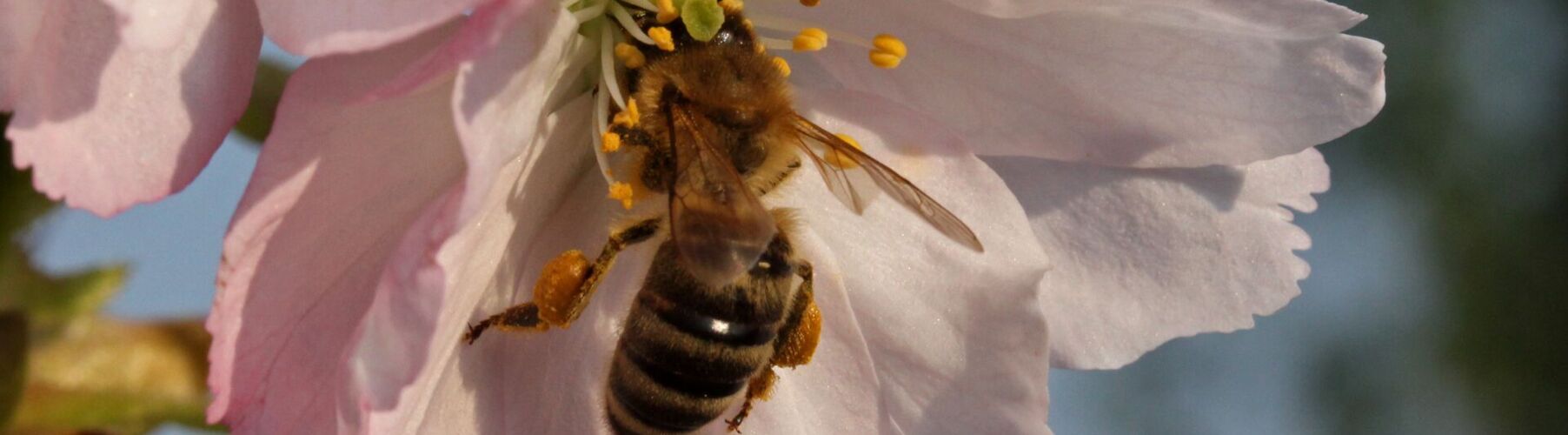 Bienenschutzinitiative Deutschland summt! bietet ab 2024 Club