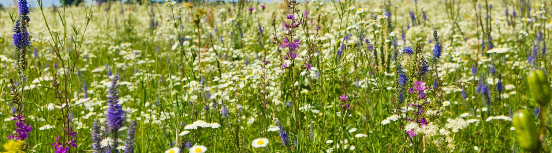 bunte Blumenwiese