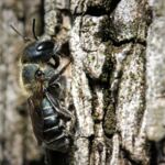 Biene Steckbrief Osmia caerulescens