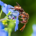 Rotfühler-Wespenbiene (Nomada ruficornis) – eine Kuckucksbiene