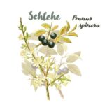 Schlehe (Prunus spinosa)