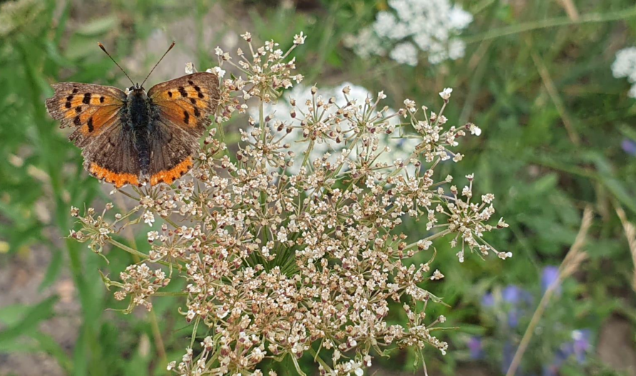 Kleiner Feuerfalter (Lycaena phlaeas) – ein „abgeflogenes“ Exemplar.