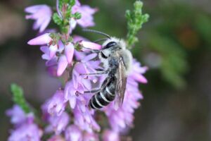 Heidekraut-Seidenbiene (Colletes succinctus)