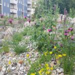 Naturgarten aus dem Projekt „Treffpunkt Vielfalt“ in Berlin