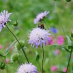 Acker-Witwenblume (Knautia arvensis)