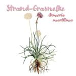 Gewöhnliche Grasnelke (Armeria maritima)