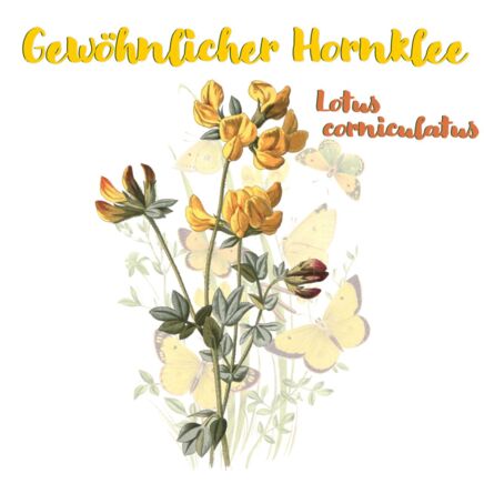 Gewöhnlicher Hornklee (Lotus corniculatus)