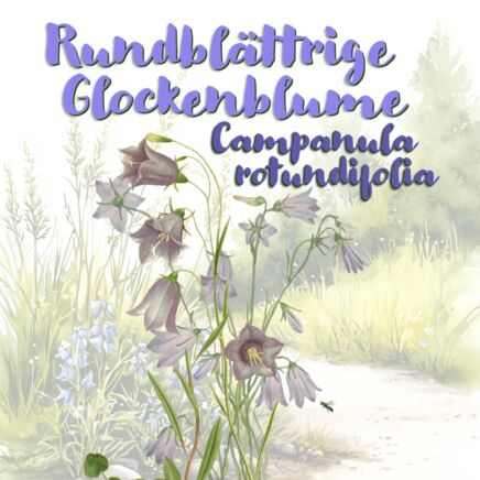 Rundblättrige Glockenblume (Campanula rotundifolia)