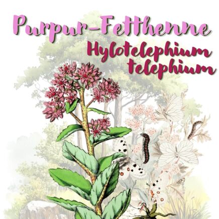 Purpur-Fetthenne (Hylotelephium telephium)