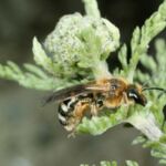 Große Salbei-Schmalbiene (Lasioglossum xanthopus)