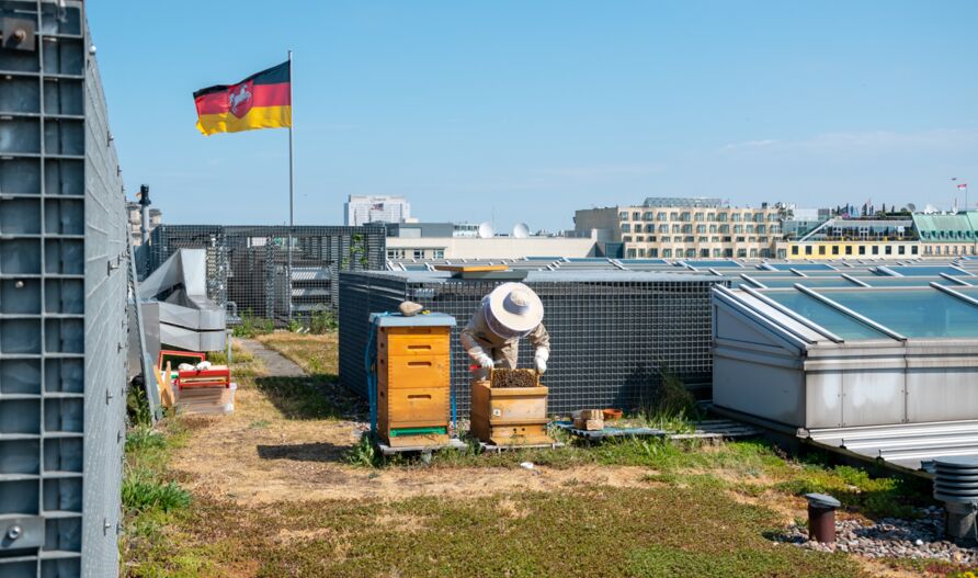 Honigbienen auf dem Dach der Vertretung des Landes Niedersachsen beim Bund, Berlin.