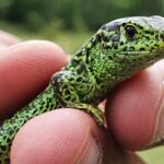 Zauneidechse (Lacerta agilis)