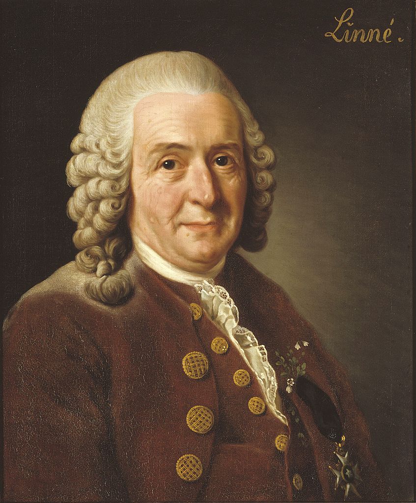 Portrait von Carl von Linné