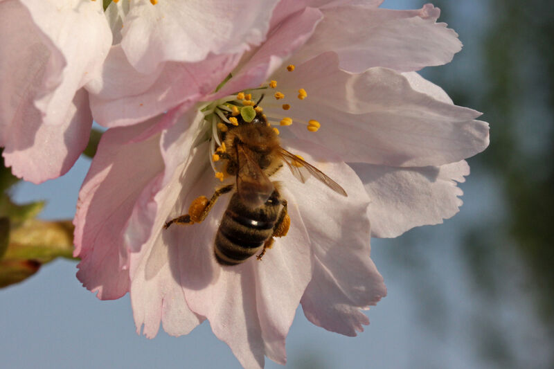 Bienensterben: Die Honigbiene (Apis mellifera, hier an Blüte) ist nicht bedroht. Bei den Wildbienen ist in Deutschland die Hälfte der Arten gefährdet.