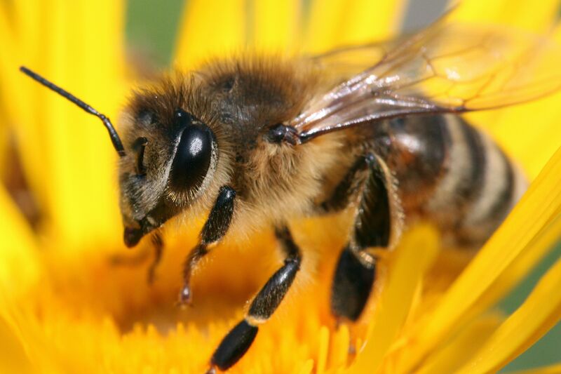 Honigbiene, Apis mellifera, auf einer Blüte
