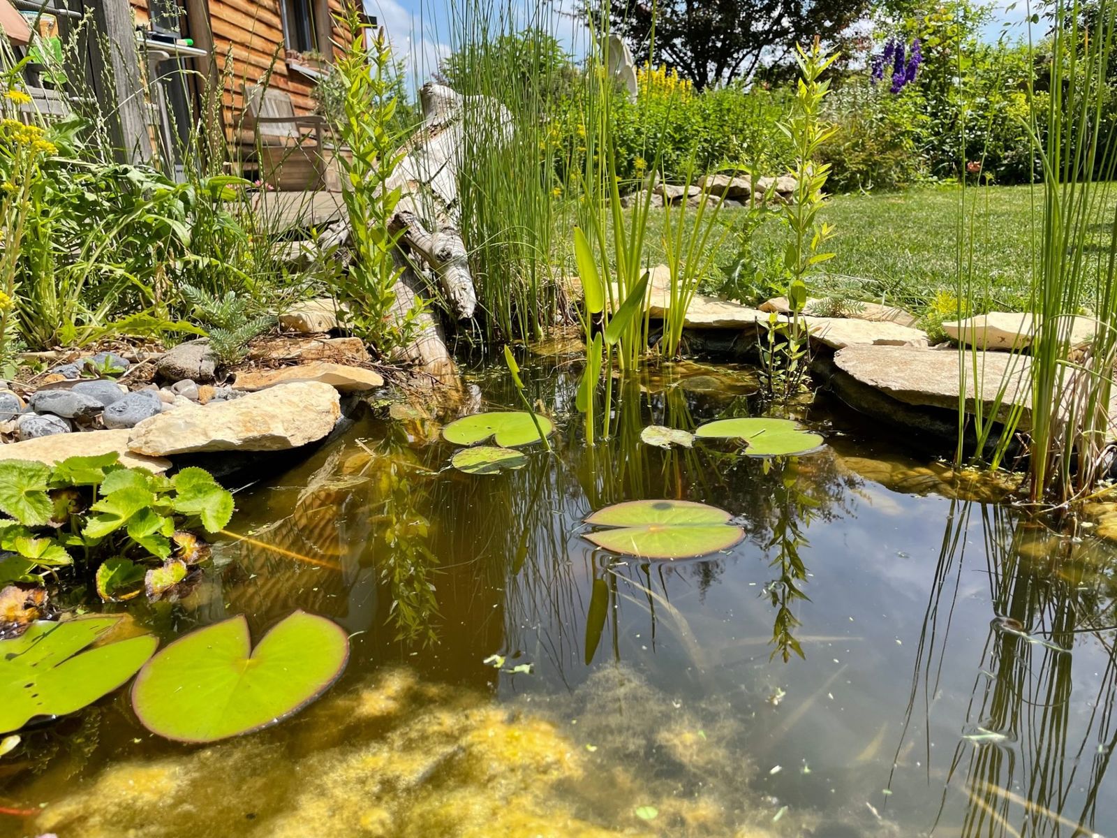 Naturgarten anlegen So wird's gemacht Deutschland summt!
