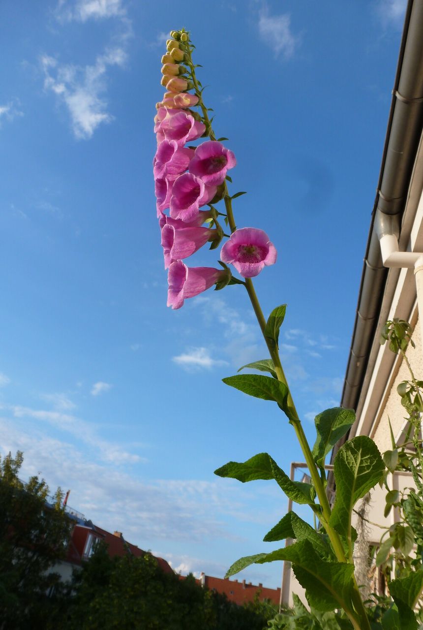 Balkonpflanzen: Wer seinen Balkon schon aus der Ferne erkennen möchte, pflanzt Fingerhut.
