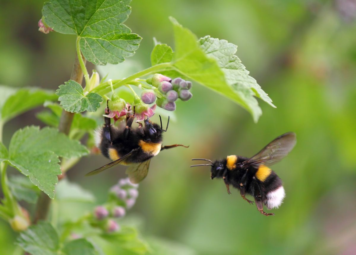 Bienenschutzinitiative Deutschland summt! bietet ab 2024 Club