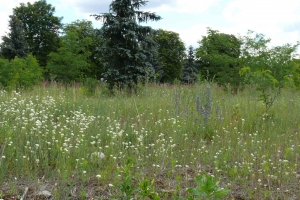 Wiesenbild