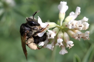 Bienenbild