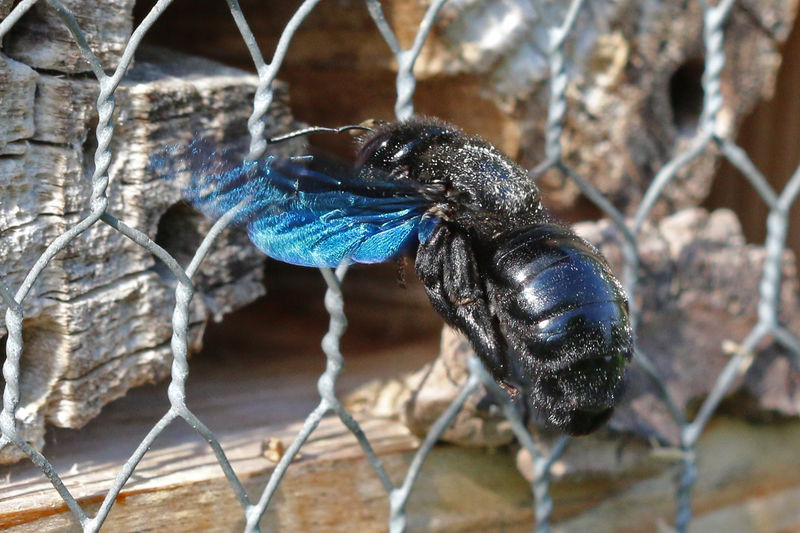 Blauschwarze Holzbiene (Xylocopa violacea, Linnaeus 1758)