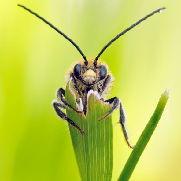 Insekten wie diese Mai-Langhornbiene (Eucera nigrescens) sollen mit dem neuen Insektenschutzgesetz von 2021 besser geschützt werden.