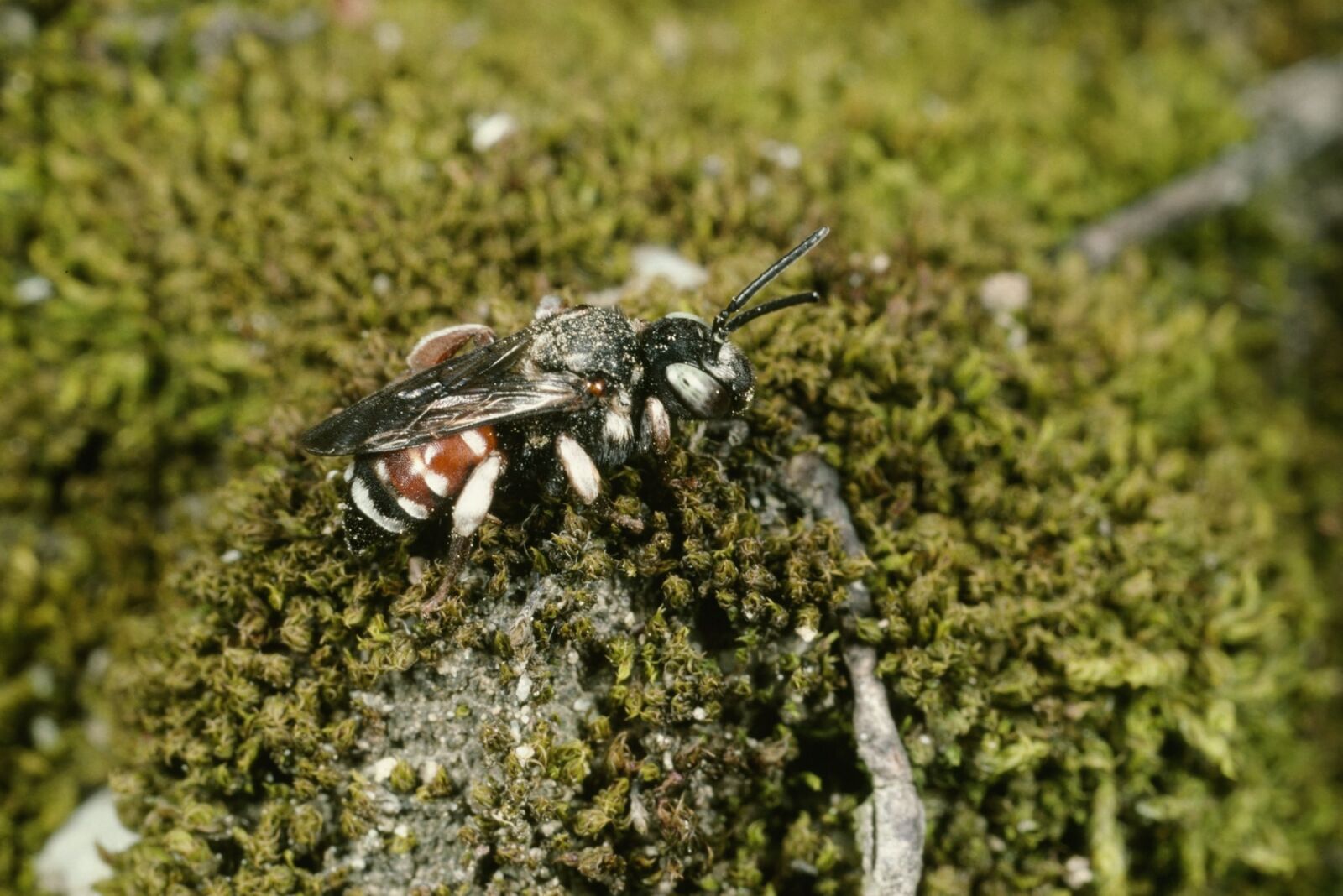 Weibchen am Nistplatz der Wald-Schenkelbiene
