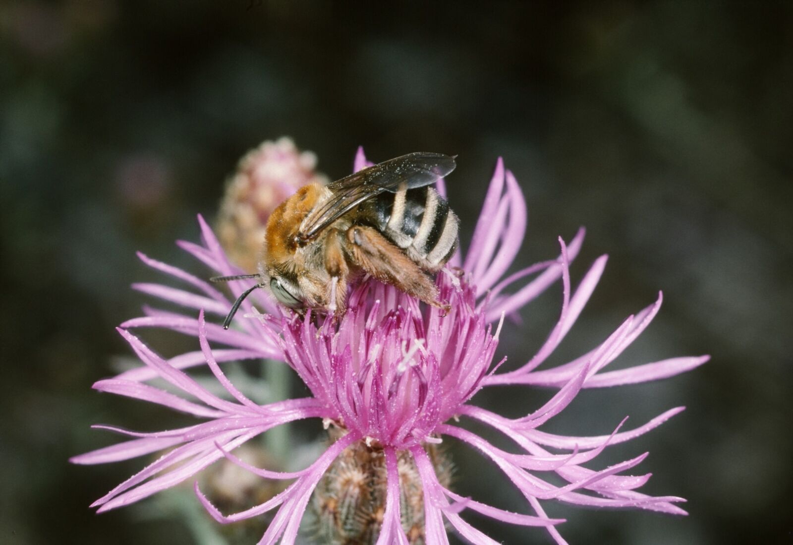 Flockenblumen-Langhornbiene (Eucera dentata)