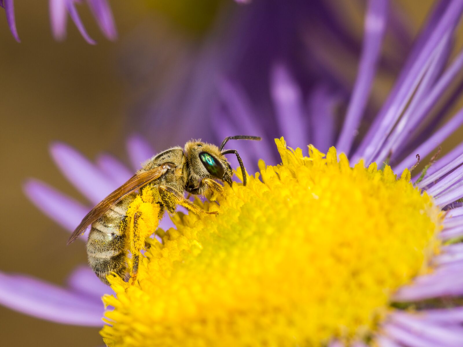 Dichtpunktierte Goldfurchenbiene (Halictus subauratus)