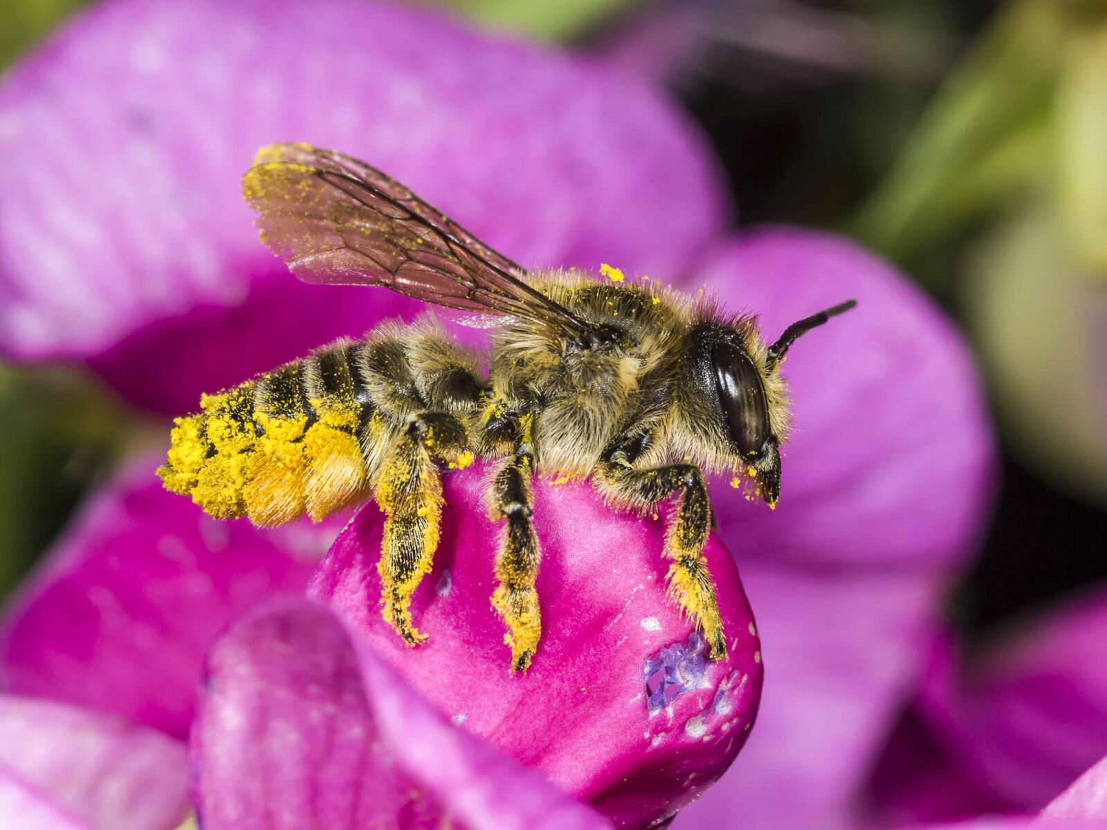 Platterbsen-Mörtelbiene (Megachile ericetorum)