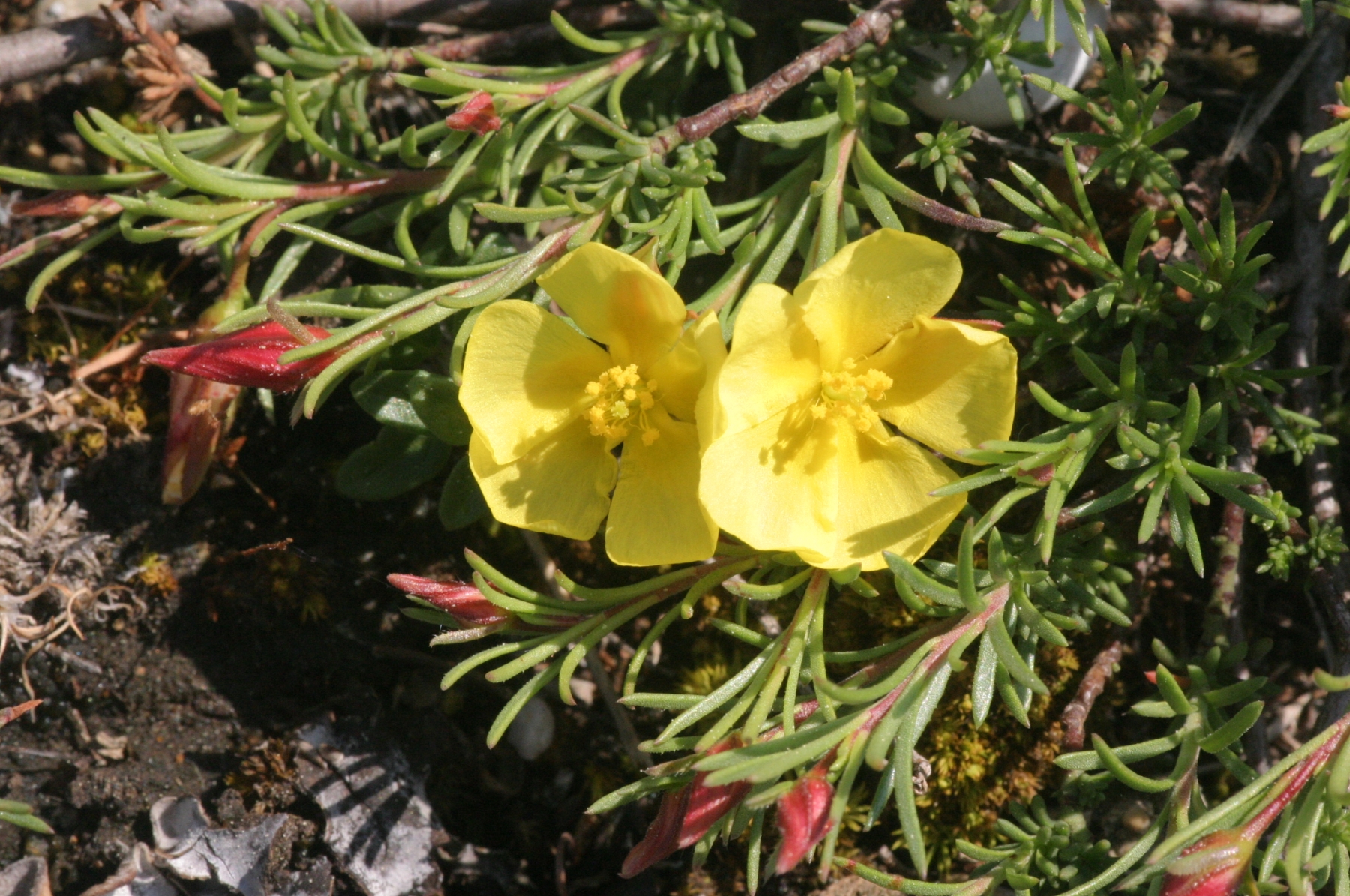 Das Gewöhnliche Nadelröschen, eine Futterpflanze der Östlichen Felsen-Mauerbiene.