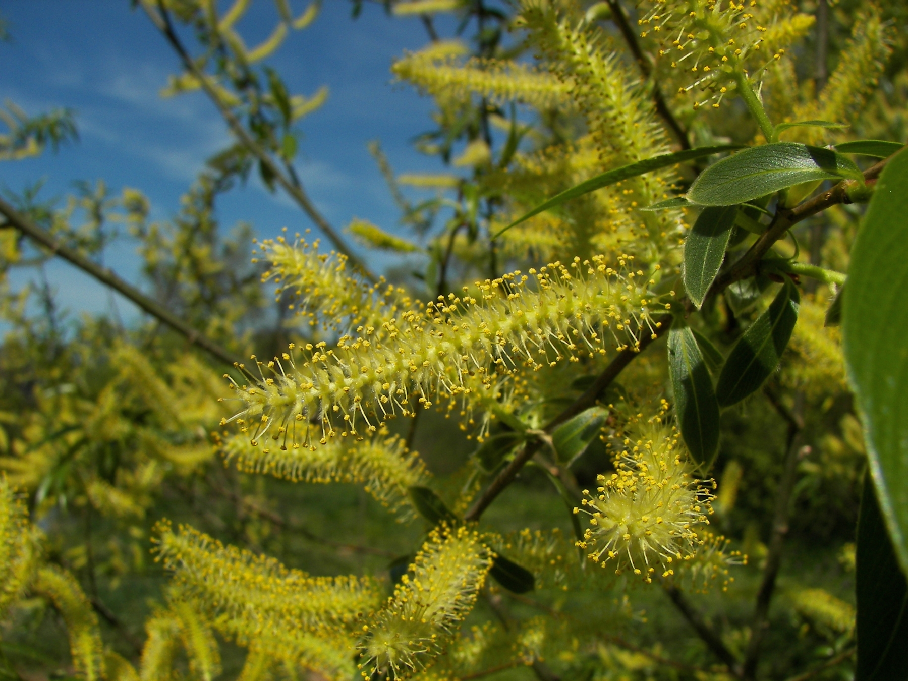 Wildbiene des Monats - Deutschland summt!