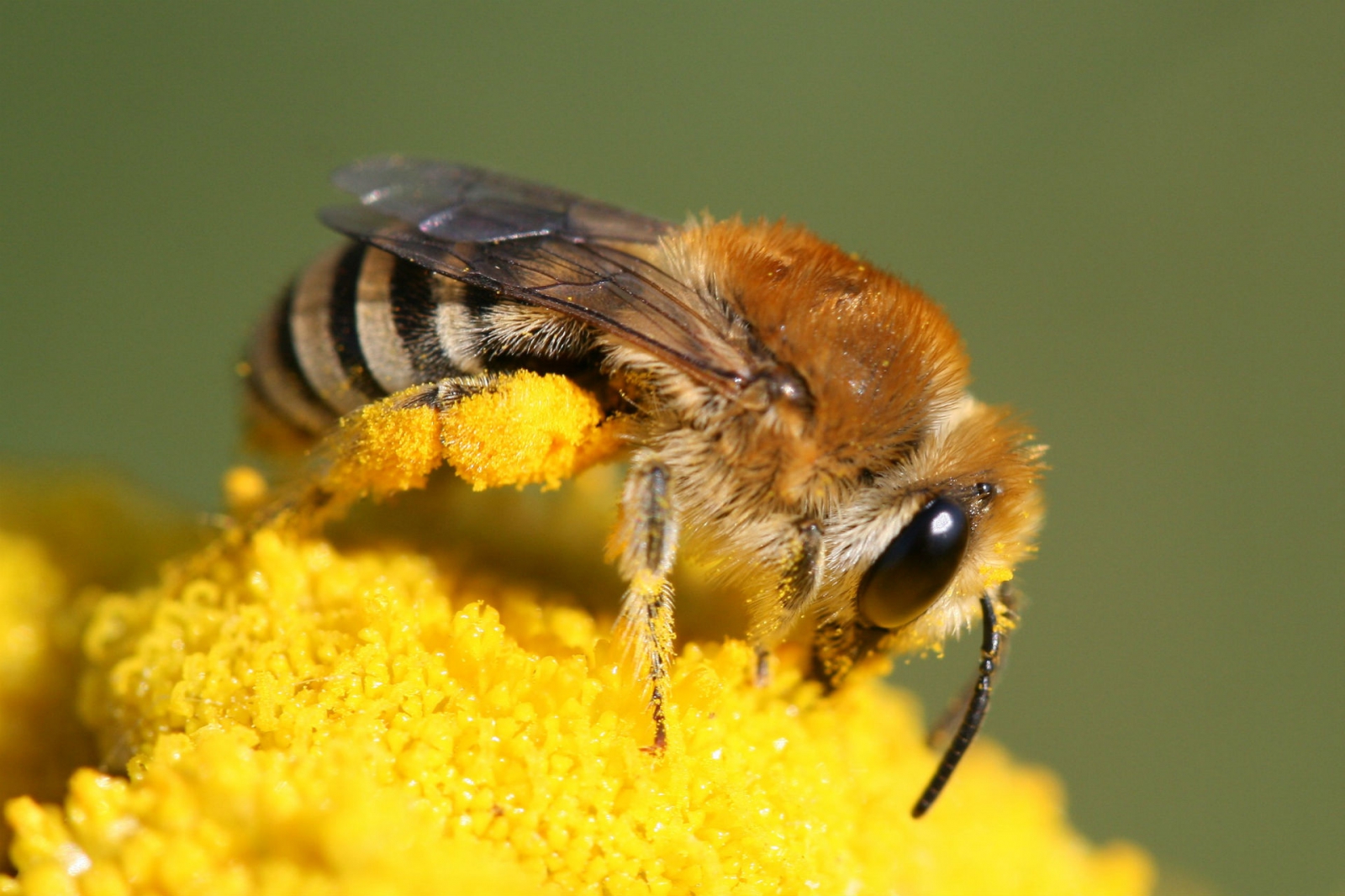 Die Wildbienen Deutschlands PDF Epub-Ebook