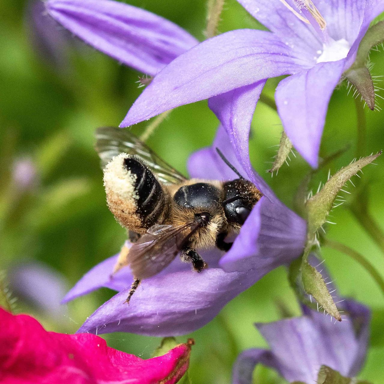 Häufige Wildbienenart im Garten