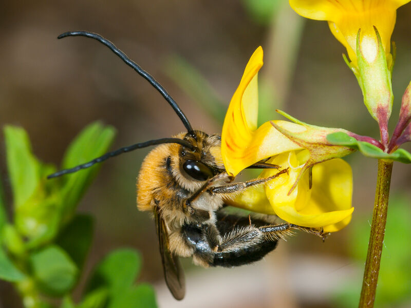 Wildbiene; das Bienensterben betrifft diese wertvollen Bestäuberinsekten