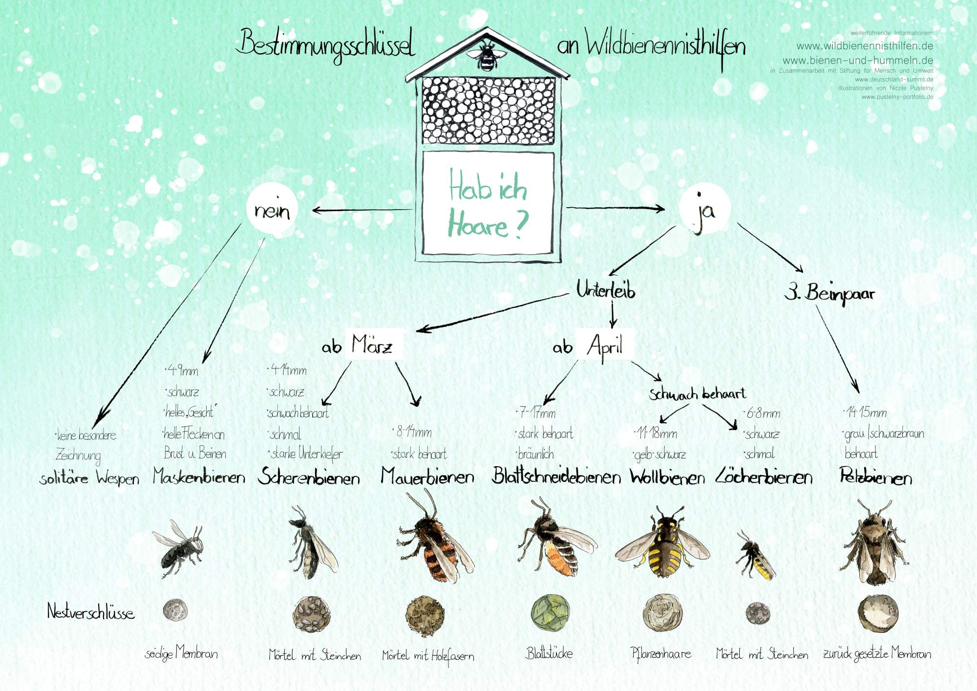 Wildbienenarten Deutschland summt!
