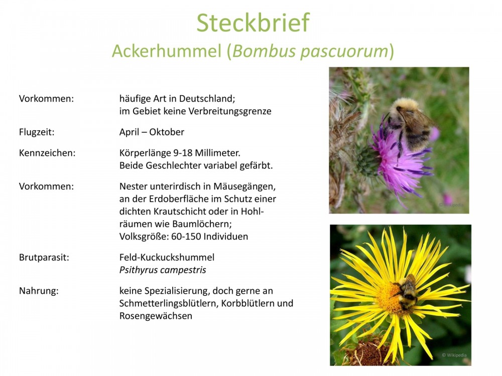 Steckbrief Wildbienenarten, Ackerhummel