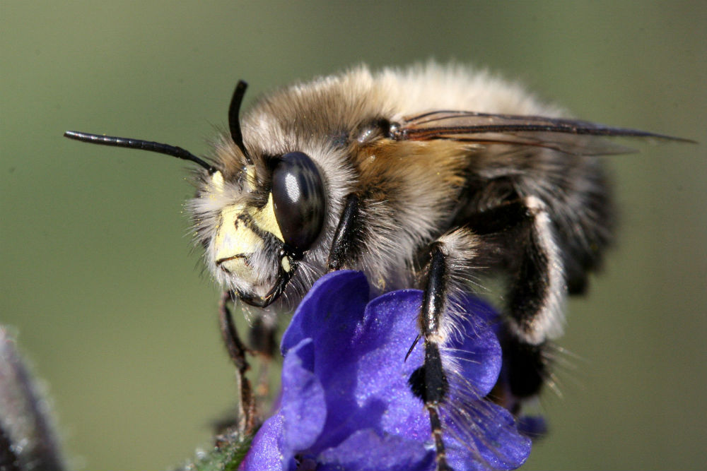 Foto Wildbiene