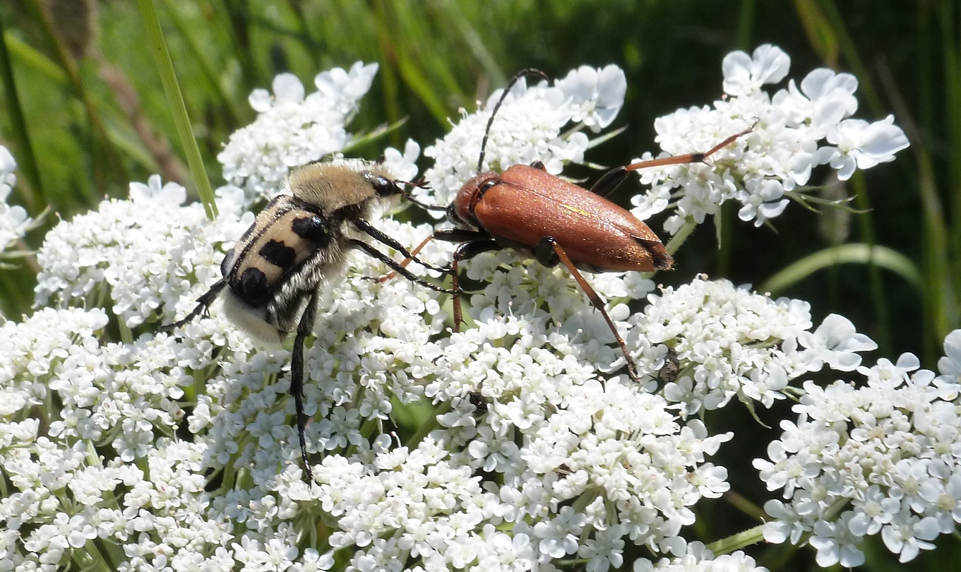 Grosse Kafer Im Garten