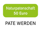 Bienenpatenschaften: Button 50 Euro