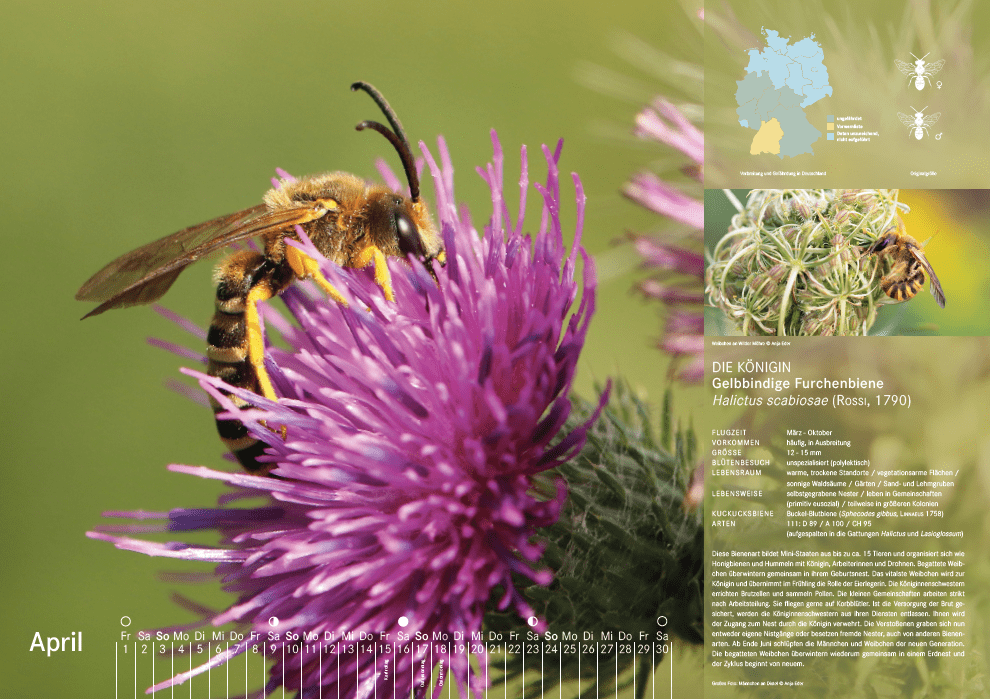 Bienenkalender, April 2022