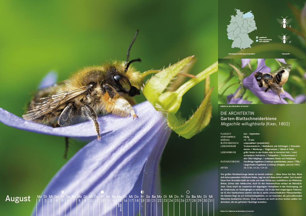 Bienenkalender, August 2022